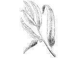 Willow leaves and flower (Salix alba)